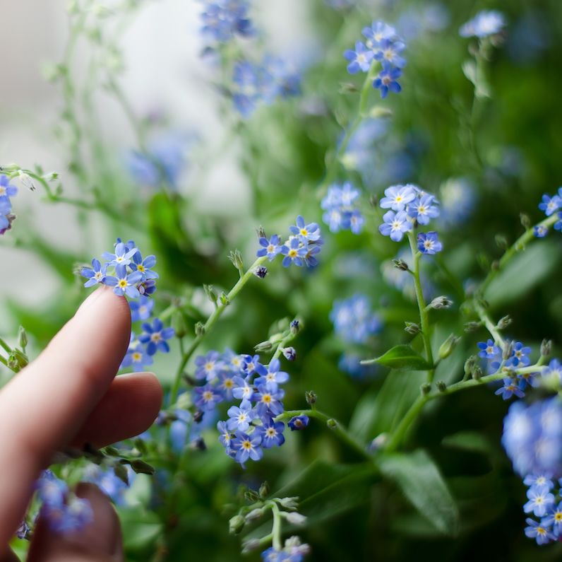 Forget-me-not flowers and gentle hand symbolizing memory care support at Cedar Woods in Belleville MI